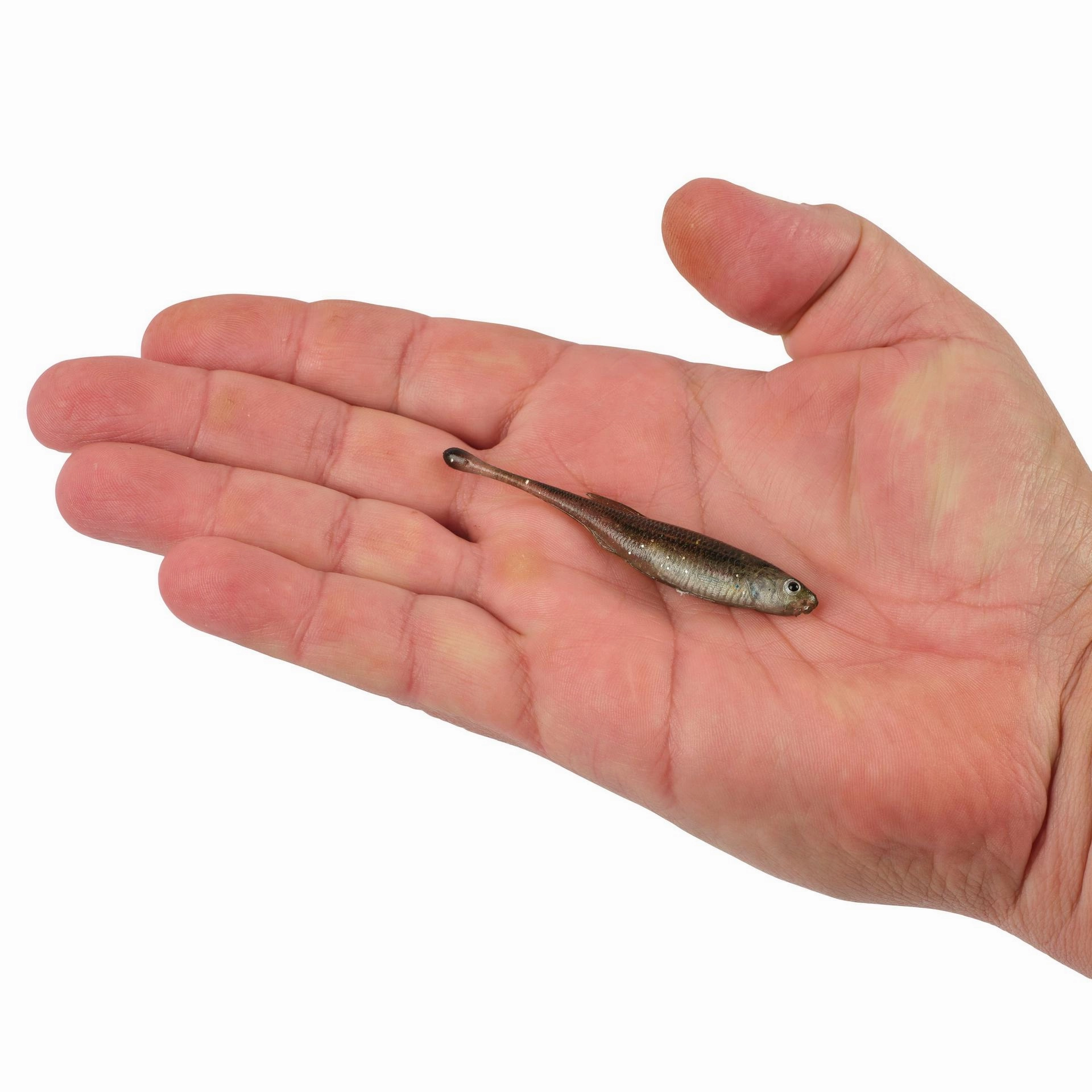 PowerBait Drip Minnow